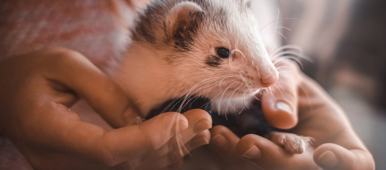 Cute Agression - Dlaczego coś słodkiego aż „wkurza” z uroku?