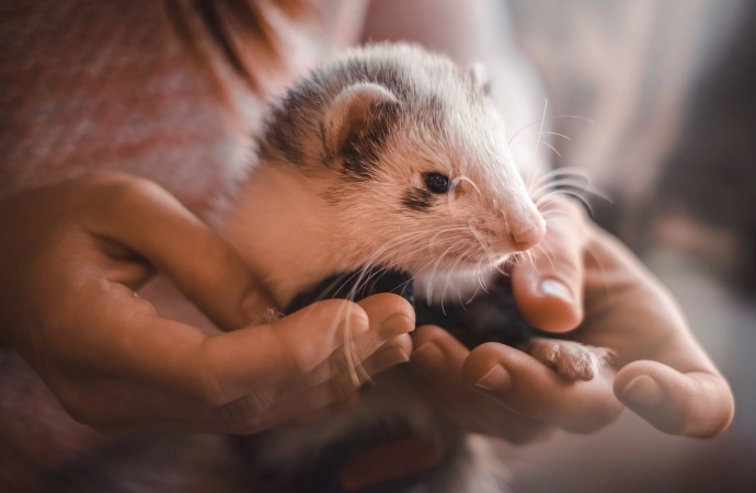 Cute Agression - Dlaczego coś słodkiego aż „wkurza” z uroku?