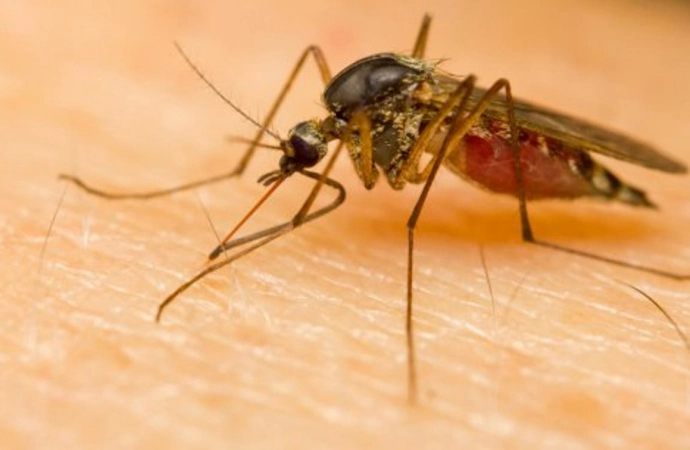 Naturalne sposoby na komary