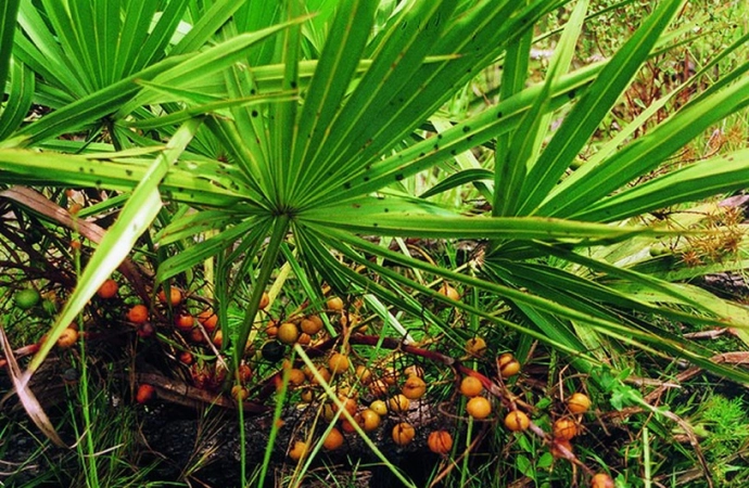 Niezwykłe właściwości palmy sabałowej
