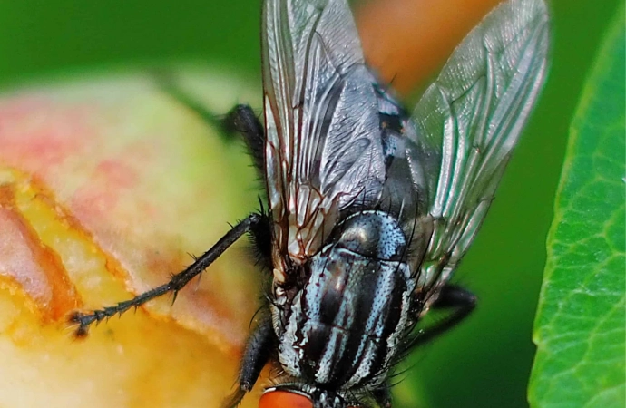 Odkryj tajniki ugryzień owadów: muszek owocówkowych, much, komarów i kleszczy oraz sposoby radzenia sobie z nimi
